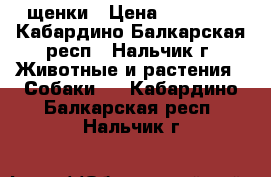 щенки › Цена ­ 10 000 - Кабардино-Балкарская респ., Нальчик г. Животные и растения » Собаки   . Кабардино-Балкарская респ.,Нальчик г.